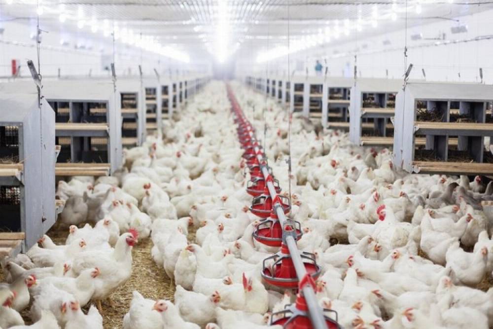 Tavuk yumurtası üretimi yüzde 6,3 arttı
